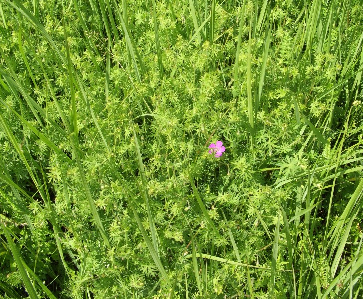 Изображение особи Geranium sanguineum.