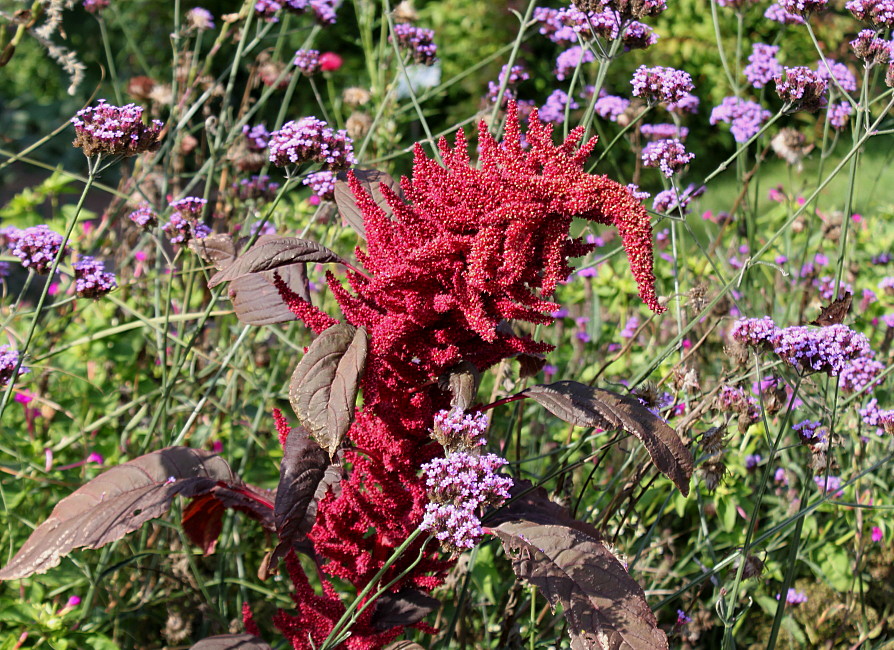 Image of Amaranthus hypochondriacus specimen.