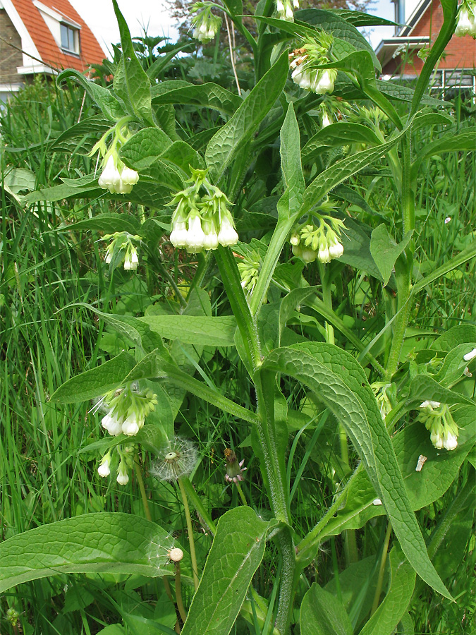 Image of Symphytum officinale specimen.