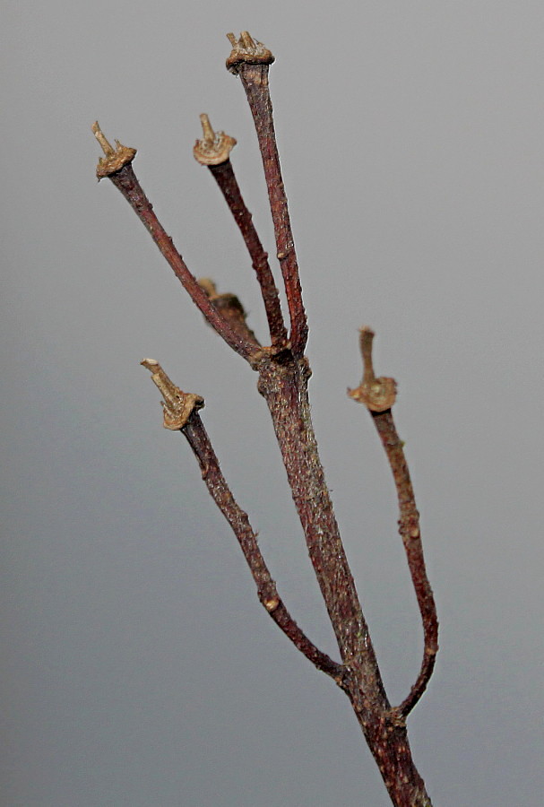 Image of Acer pseudoplatanus specimen.