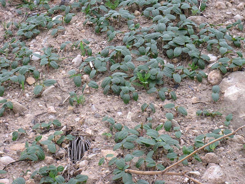 Image of Ricinus communis specimen.