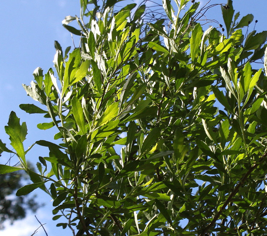 Image of Baccharis halimifolia specimen.