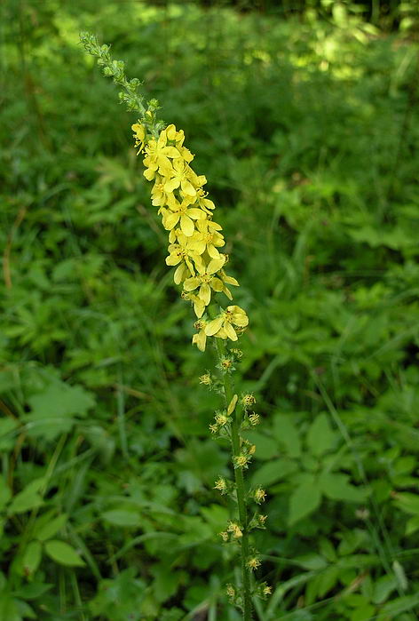 Изображение особи Agrimonia eupatoria.