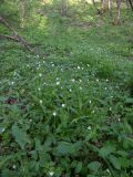 Cerastium holosteum