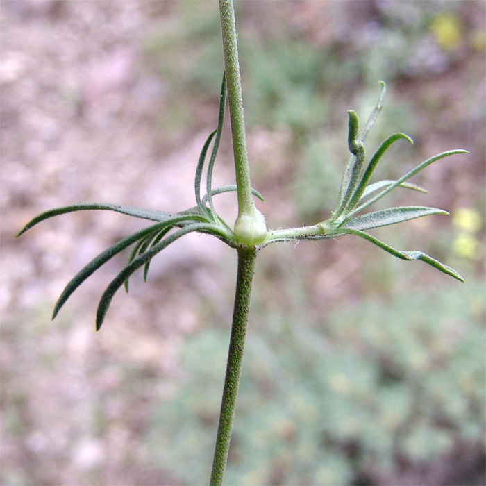 Image of Silene spergulifolia specimen.