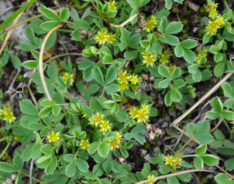 Изображение особи Sibbaldia procumbens.