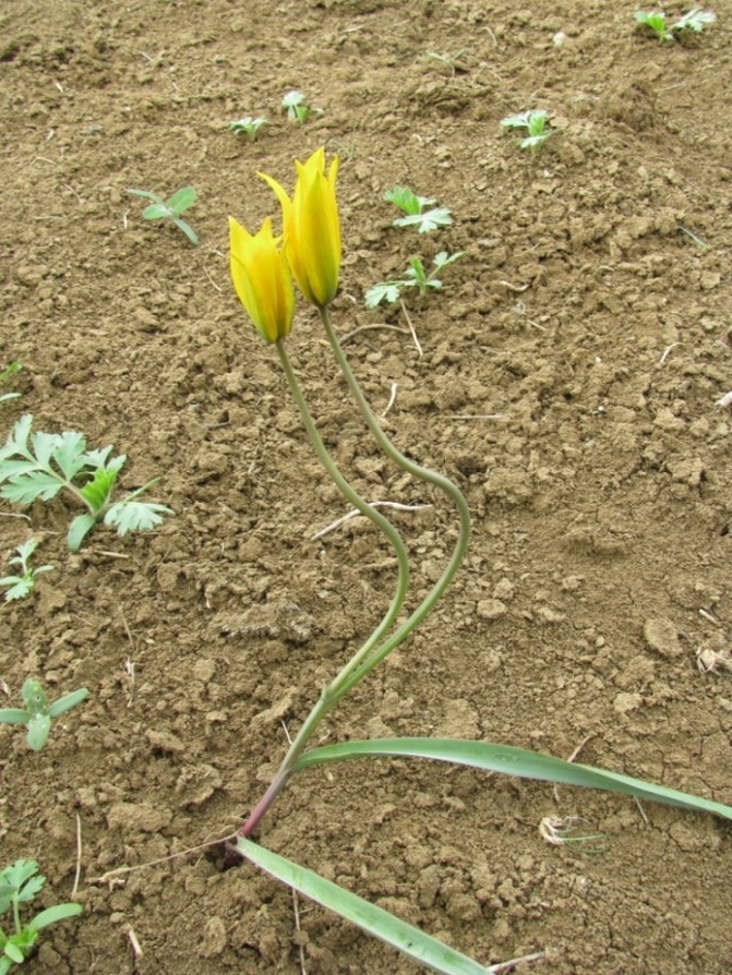 Image of Tulipa biebersteiniana specimen.