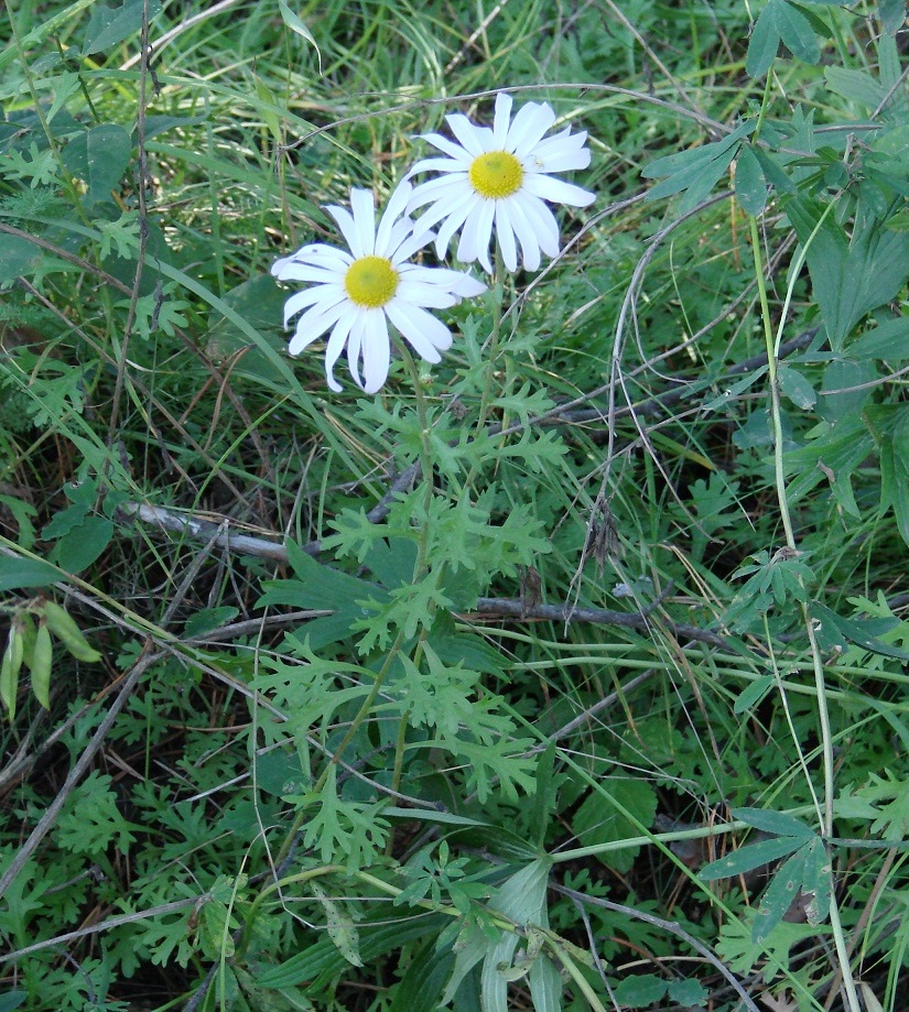 Image of Chrysanthemum zawadskii specimen.