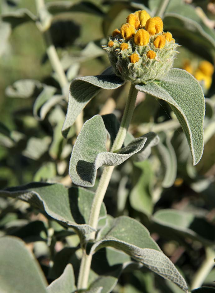 Изображение особи Phlomis fruticosa.