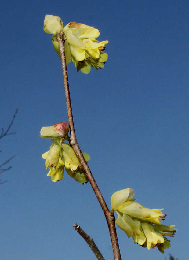 Image of Corylopsis veitchiana specimen.