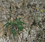 Scorzonera crispa. Цветущее растение. Крым, Карадагский заповедник, хребет Беш-Таш. 24 апреля 2014 г.