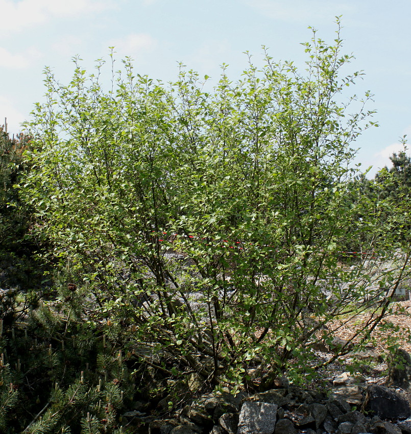 Изображение особи Duschekia alnobetula.