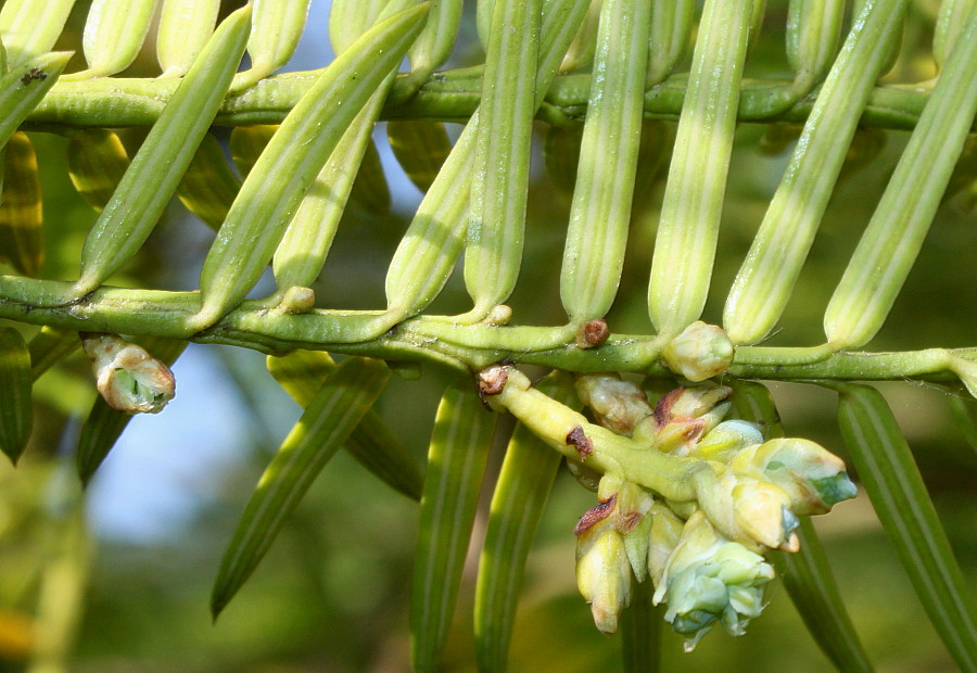 Image of Torreya nucifera specimen.