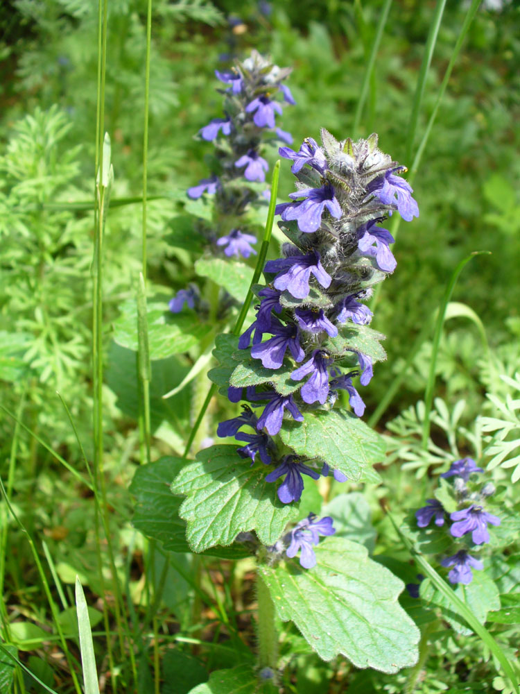 Image of Ajuga genevensis specimen.