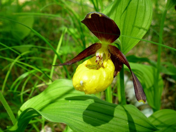 Изображение особи Cypripedium calceolus.