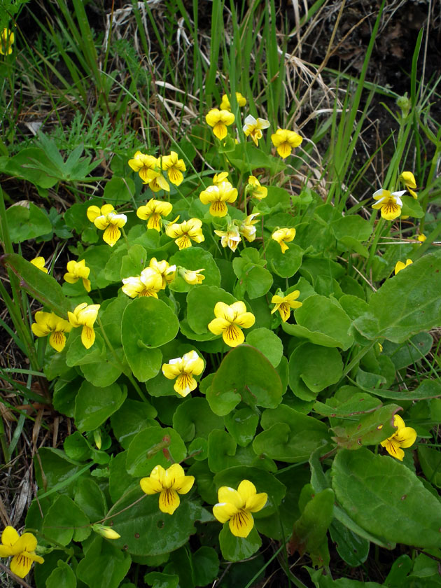 Изображение особи Viola biflora.