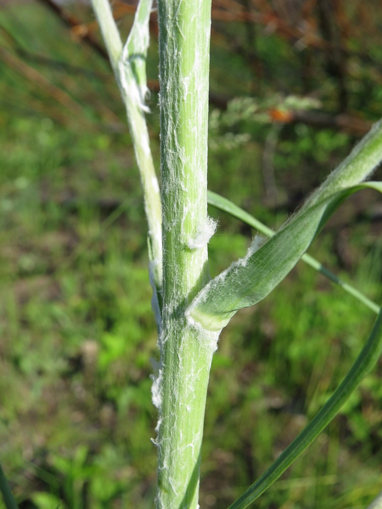 Изображение особи Tragopogon ruthenicus.