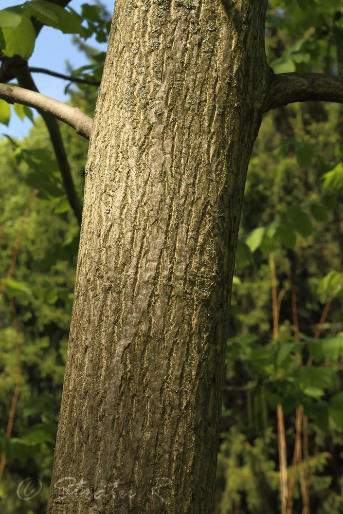 Image of Juglans cinerea specimen.