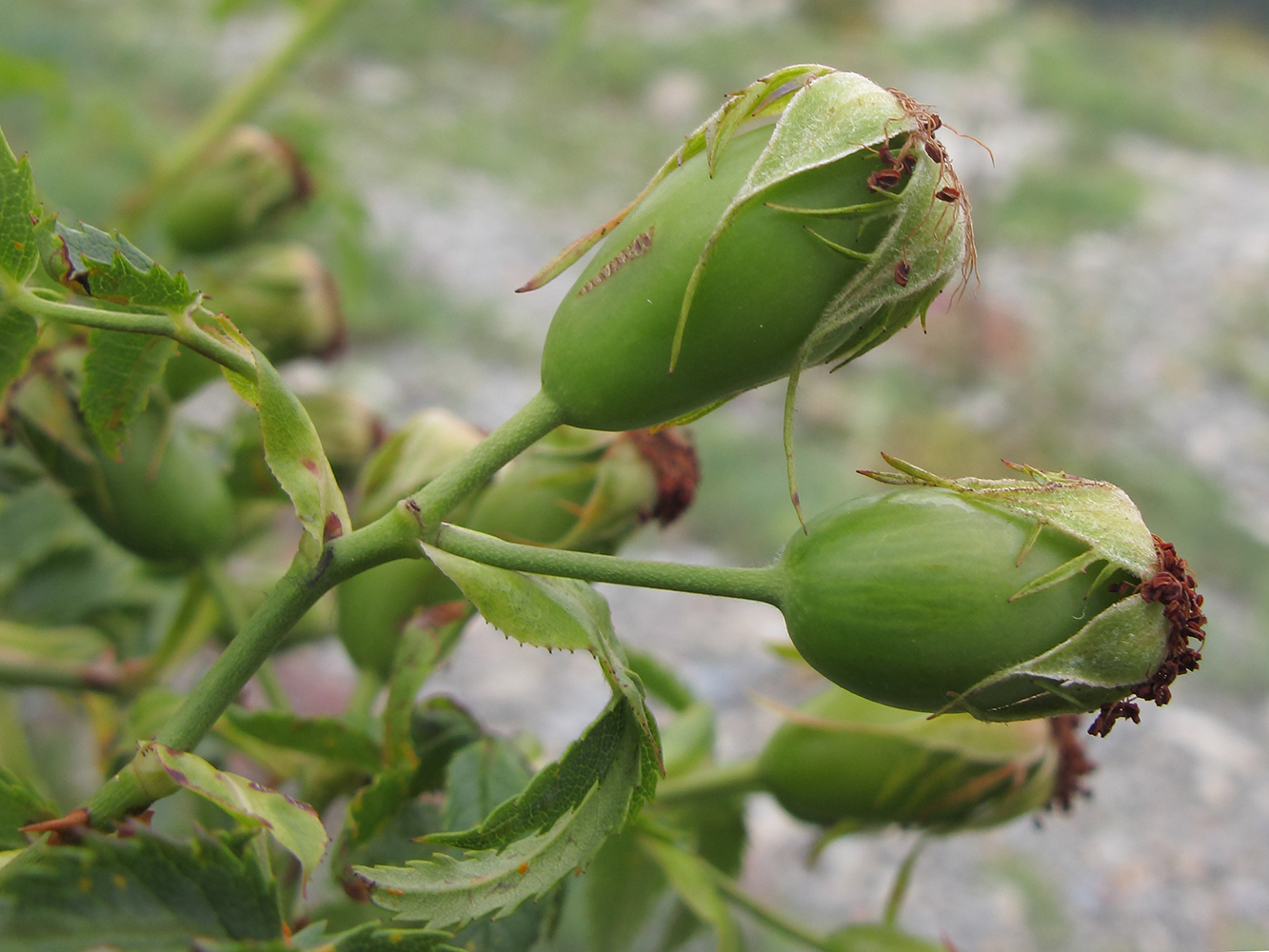 Image of Rosa biebersteiniana specimen.