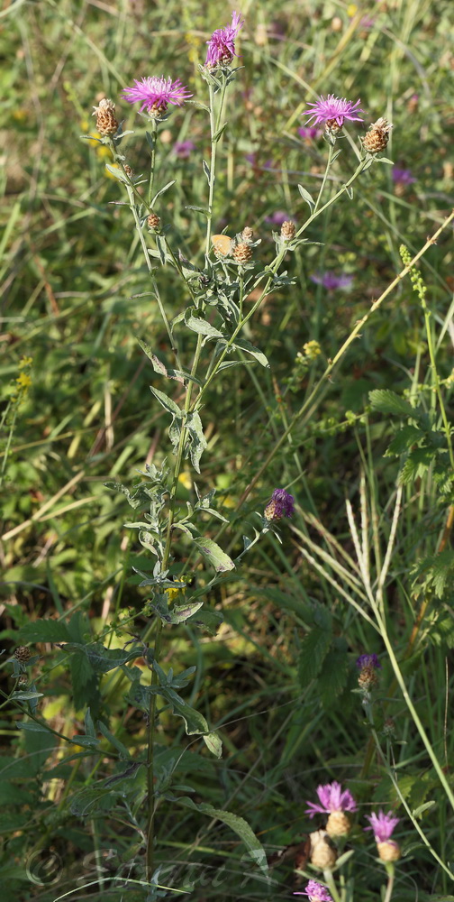 Изображение особи Centaurea jacea.