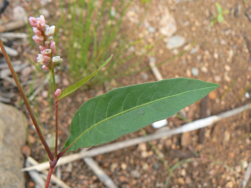 Image of Persicaria maculosa specimen.