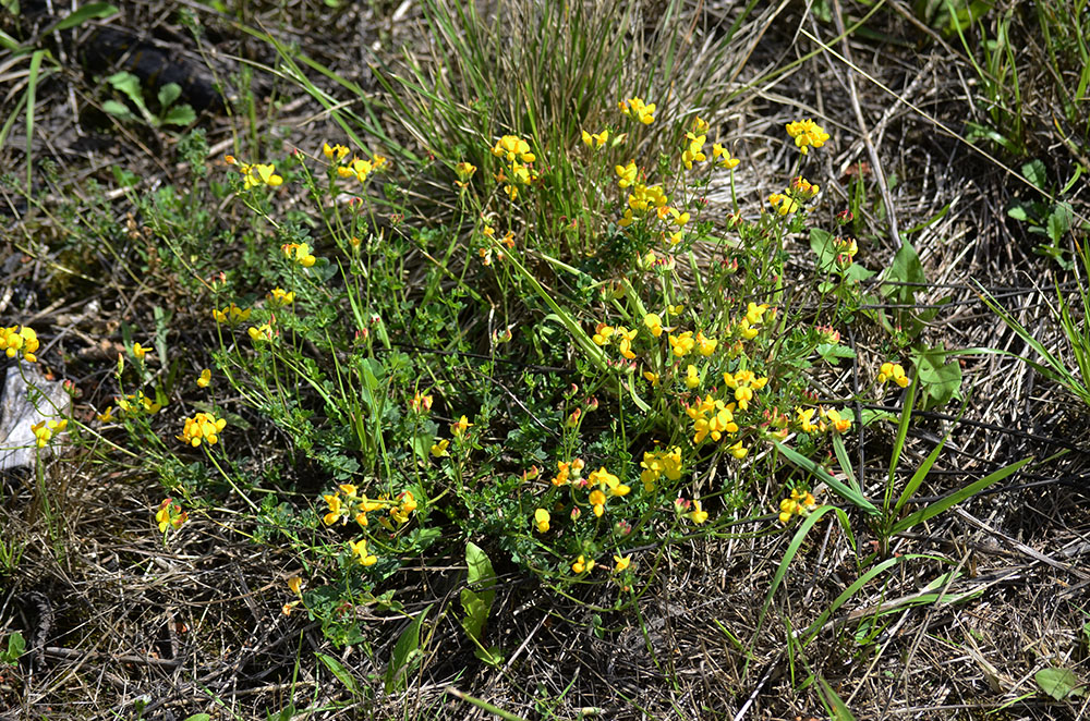 Image of Lotus corniculatus specimen.