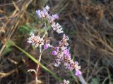 Limonium bungei