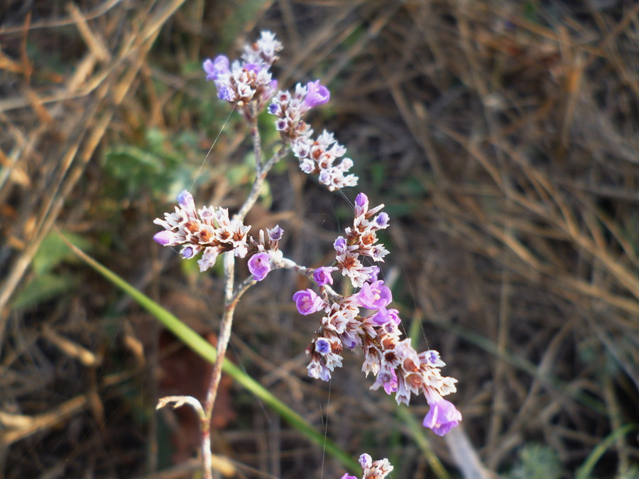 Image of Limonium bungei specimen.