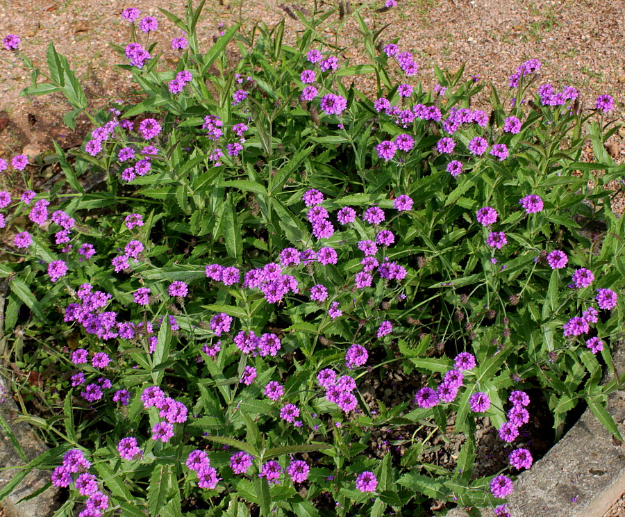 Image of Verbena rigida specimen.