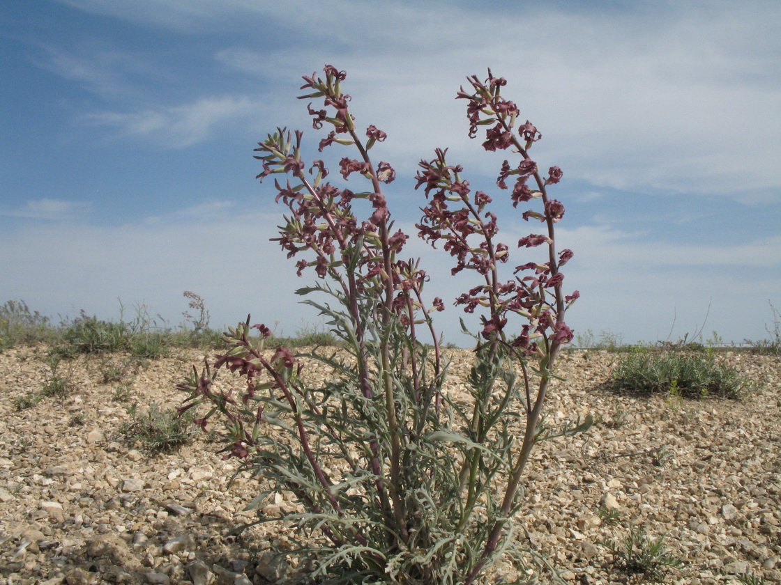 Image of Matthiola tatarica specimen.