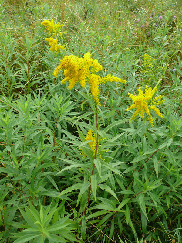 Image of Solidago gigantea specimen.