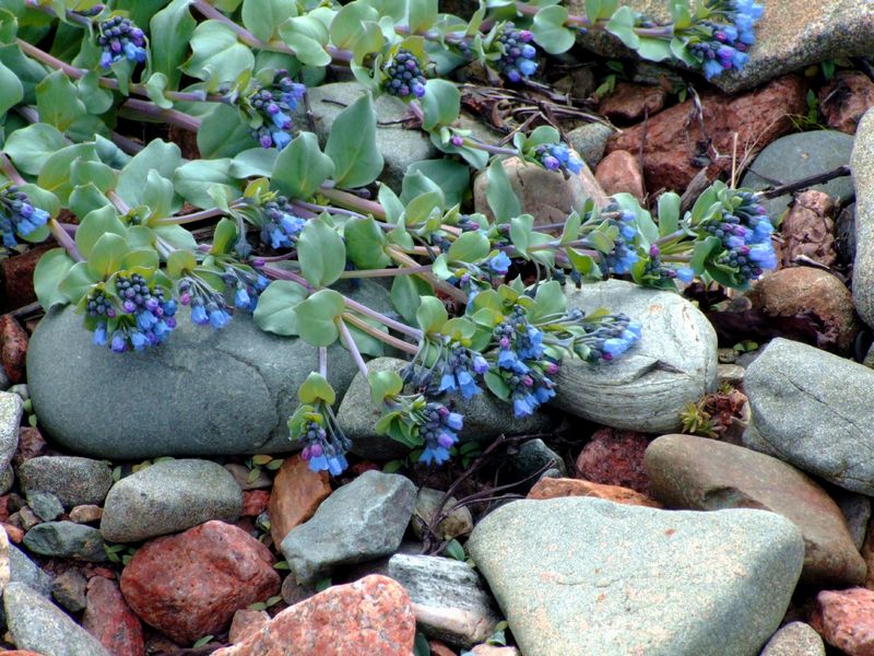 Изображение особи Mertensia maritima.