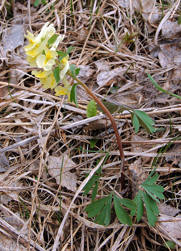 Image of Corydalis bracteata specimen.