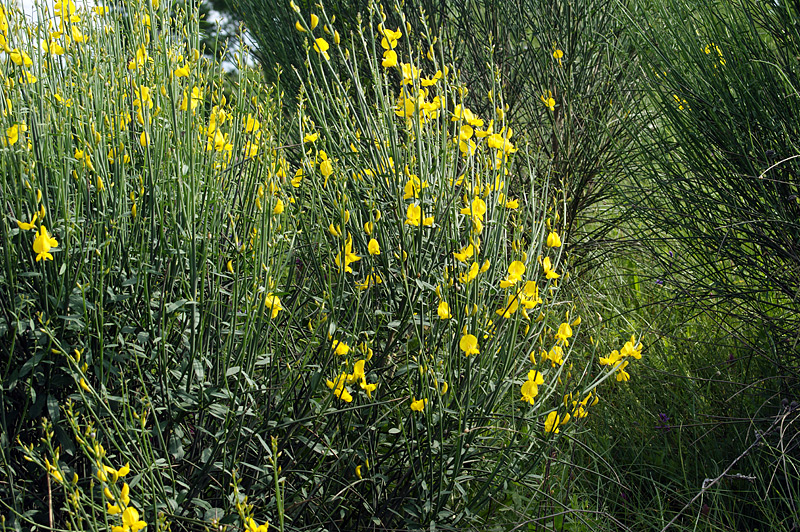 Image of Spartium junceum specimen.