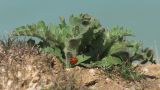 Klasea erucifolia. Прикорневые листья. Западный Крым, степь в окр. мыса Лукулл. 29 марта 2015 г.