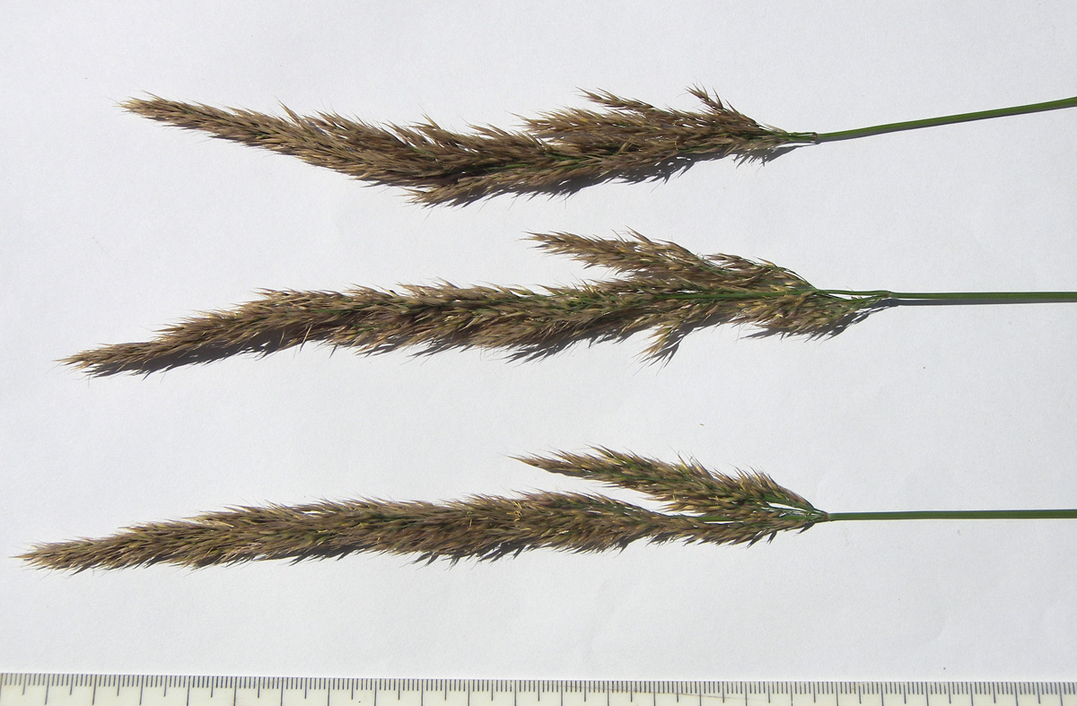 Image of Calamagrostis &times; paradoxa specimen.