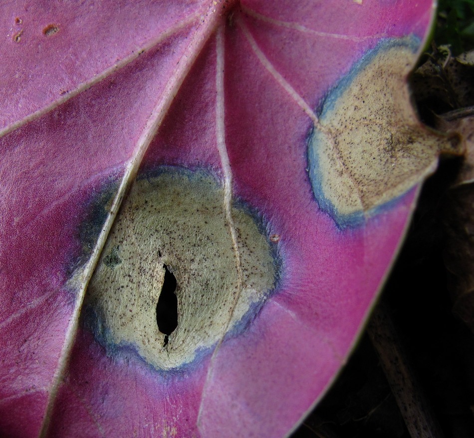 Image of Cyclamen coum specimen.