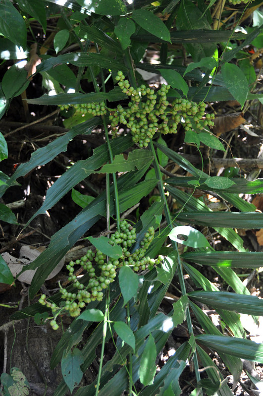 Image of Calamus viminalis specimen.