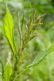 Rumex sylvestris. Верхушка растения с расцветающими соцветиями. Беларусь, Витебская обл., пос. Езерище, залежь, на куче перепревшего навоза. 12.06.2014.