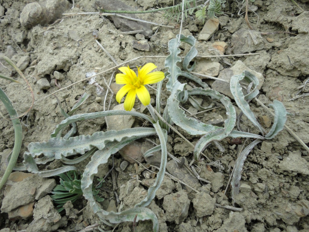 Image of Scorzonera raddeana specimen.