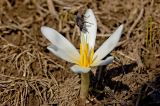 Colchicum kesselringii. Цветущее растение с мухой. Кыргызстан, верховья р. Сусамыр. 29 апреля 2015 г.