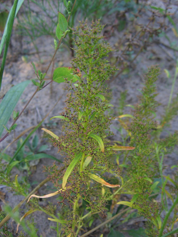 Изображение особи Teloxys aristata.