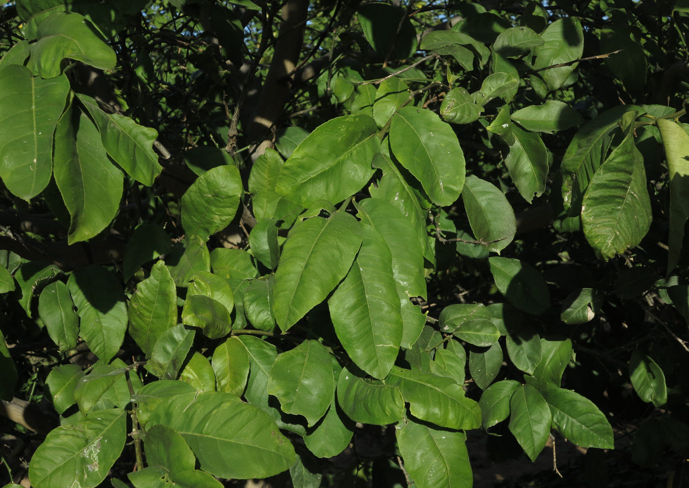 Image of Citrus limon specimen.