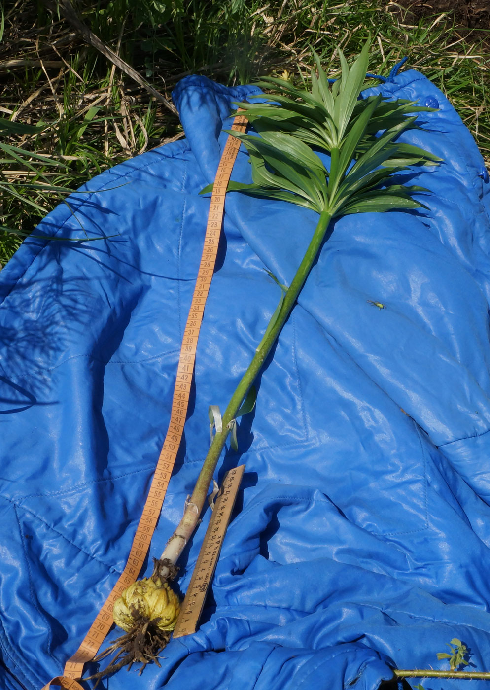 Image of Lilium pilosiusculum specimen.