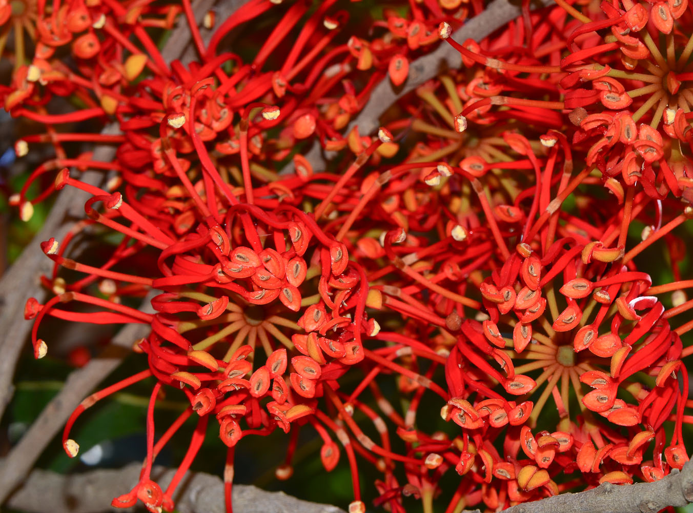 Image of Stenocarpus sinuatus specimen.