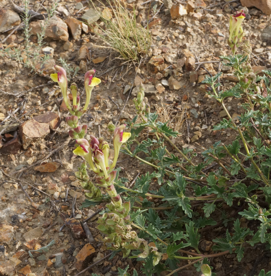 Изображение особи Scutellaria alberti.