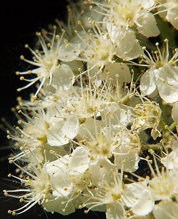 Image of Spiraea chamaedryfolia specimen.