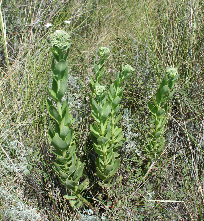 Изображение особи Hylotelephium triphyllum.