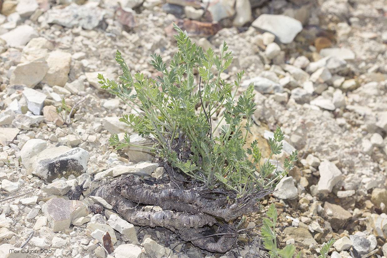 Image of Pimpinella tragium specimen.