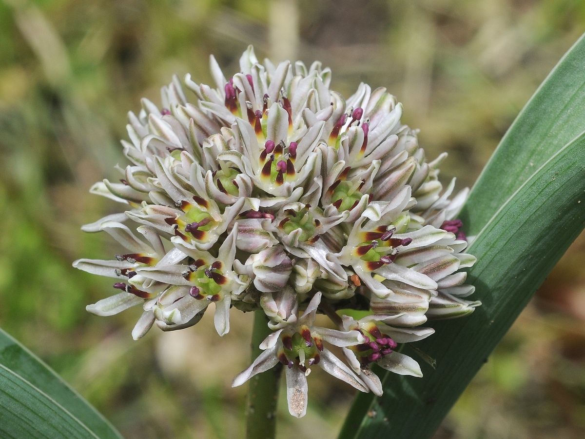 Image of Allium elburzense specimen.